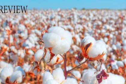 MCX Cotton