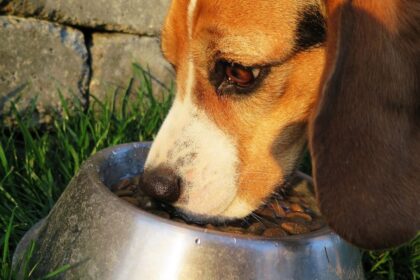 Best Dog Food Brands 2023 Recommended by Vets